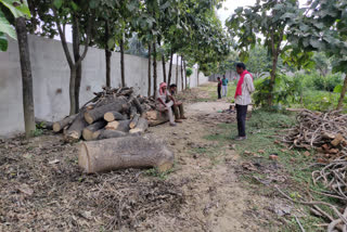 Illegal wood seized from rice mill operator IN BILASPUR