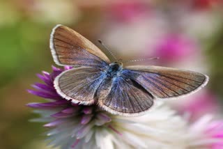 Beautiful butterfly