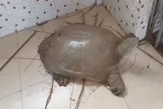 a turtle rescued from Bhadrak