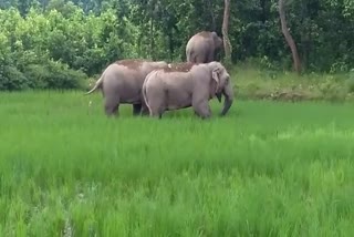 WILD HERD OF ELEPHANT DESTROYING PADDY