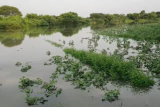 Hundreds of acres of land were destroyed by the flood