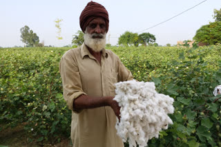 Cotton picking starts in Mansa district, Farmers happy