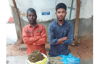 marijuana seized in mangalhat hyderabad