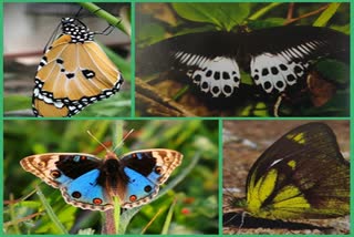 species of butterflies in Gondia