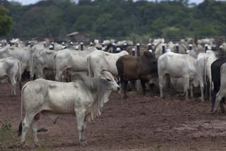 sri-lanka-bans-cattle-slaughter