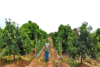 Mango farming in Chhattisgarh