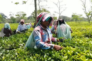 Tea garden