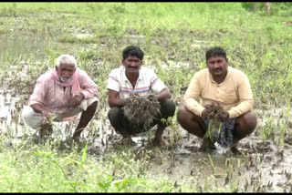 ಬಾಗಲಕೋಟೆಯಲ್ಲಿ ಮಳೆಗೆ ಈರುಳ್ಳಿ ಬೆಳೆ ನಾಶ