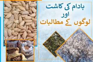 Almond cultivation and the demands of the people