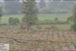 elephant-attack-on-crop-fields-at-parwatipuram-agency-vizianagaram-district