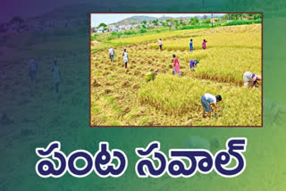 huge yields in telangana hwere farmers afraid about purchases