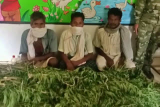 ambikapur hemp plant cultivation accused