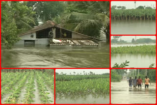 Submerged crops in krishna river floods