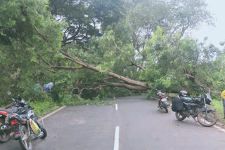 భద్రాద్రి జిల్లాలో జోరువాన... నేలకొరిగిన భారీ వృక్షాలు