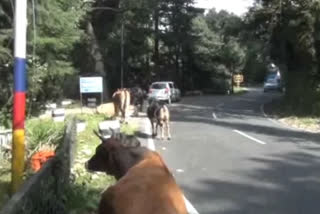 Dalhousie administration will make cowshed for  stray animals on the road