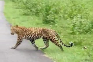 Leopard walk along with safari jeep