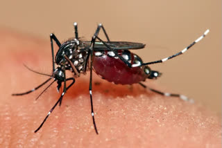 Mosquito borne diseases  NDMC areas  New Delhi Municipal Council  vector borne diseases  chikungunya delhi  dengue fever delhi  malaria delhi  ഡല്‍ഹി ഡങ്കിപ്പനി  ചിക്കുന്‍ഗുനിയ  കൊതുക് നിയന്ത്രണം  ന്യൂഡല്‍ഹി മുന്‍സിപ്പല്‍ കൗണ്‍സില്‍