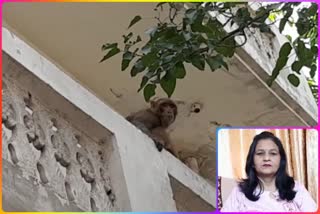 Modinagar residents troubled by problem of monkeys will protest against Modinagar municipality council