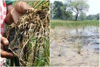 Chhattisgarh: No help from government after floods, say farmers