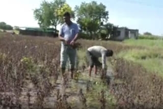 Hundreds of acres of soybean crop damaged