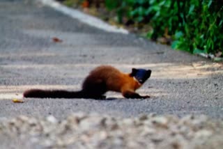 yellow throated marten