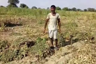 Crop spoiled by rain in Barmer, बाड़मेर में बारिश से फसल खराब,