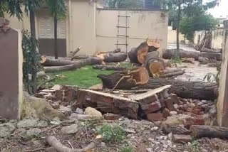 trees cutting by Osmanabad Zilla Parishad