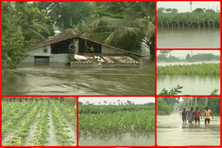Submerged crops latest news update