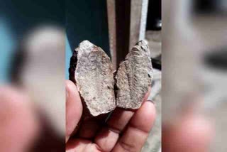 jurassic-era-fossils-found-in-sahibganj