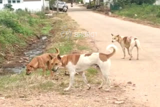 Street dogs problem ; A dog bites 50 people in hassan