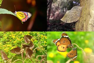 National butterfly selection