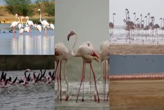 Kutch wildlife sanctuary