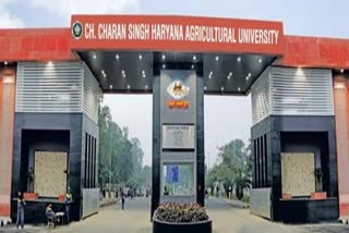 rabi crops seeds started selling in haryana agriculture university in hisar