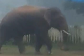 Elephant seen in Arand railway station of Mahasamund