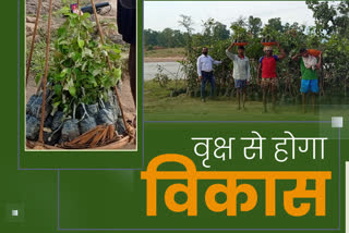 forest department distributed two thousand fruitful saplings in gram panchayat chilma in balrampur