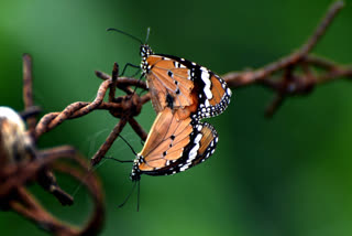 In a first, India observes Big Butterfly Month