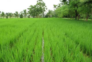 Paddy crop suffered disease in Bhiwani