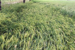 Paddy crop has damaged due to strong rain