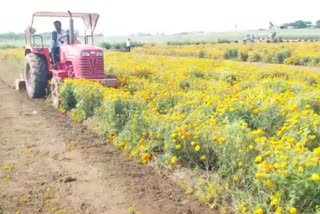 lack of market price farmer rotated the rotavator on 4 acres of marigold in shirdi at ahmednagar