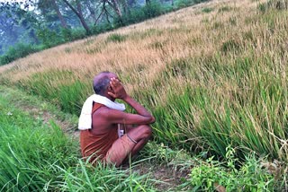 farmers of Chhattisgarh