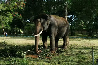 Elephant Abhimanyu