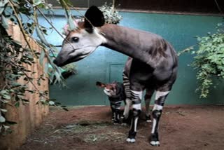 London Zoo has announced its latest birth- a new Okapi calf for second-time mum and Oni