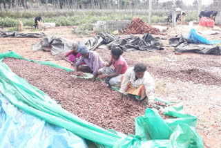 seed balls sprinkled in kajipalli forest