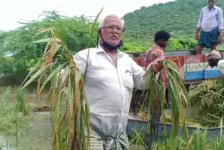 నెల్లూరు సంగం వద్ద మునిగిన పంట