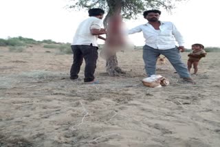 Bikaner news, Deer poaching, video viral