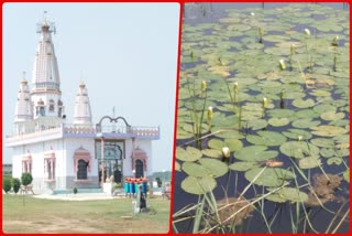 Lotus flowers started growing on their own in temple pond of rawata village