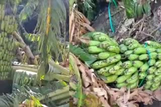 papaya and banana crops Damage in shahada