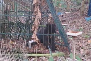 Forest department traps wild bear