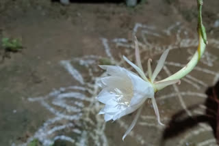 rare-flower-bramha-kamalam-blossomed