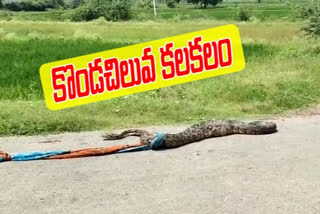 python-found-in-uyyalawada-kurnool-district